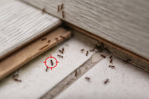 Wildlife Control Services in Macdonnell Heights, NY